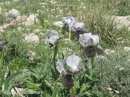 زنبق ناصره